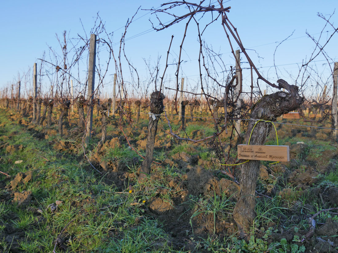 Виноградник на урожай